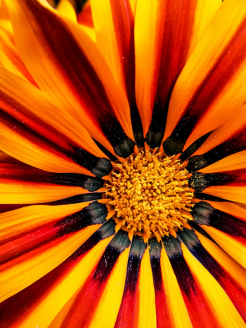 Selective Focus Photo of Gerbera Flower Selective Focus Photo of Gerbera Flower