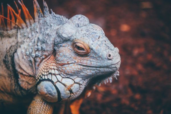 selective focus photo of gray and brown reptile selective focus photo of gray and brown reptile