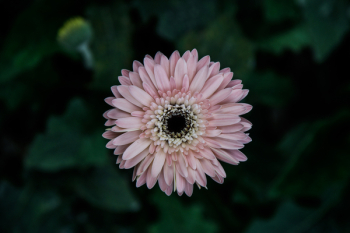 Selective Focus Photo of Pink Gerbera Daisy Flower Selective Focus Photo of Pink Gerbera Daisy Flower