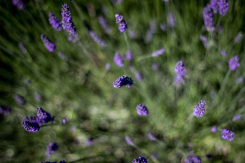 selective focus photo of purple lavender flowers selective focus photo of purple lavender flowers