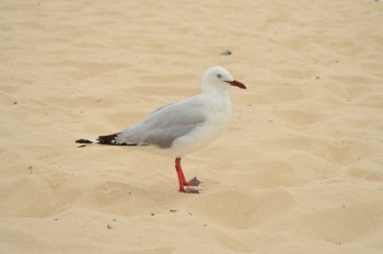 Selective Focus Photo Of Ring-billed Gull 