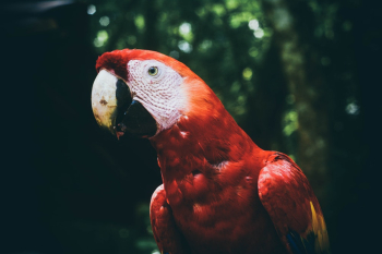 Selective Focus Photo of Scarlet Macaw Parrot Selective Focus Photo of Scarlet Macaw Parrot