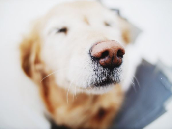 selective focus photo of tan and white dog nose selective focus photo of tan and white dog nose