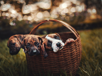 Selective Focus Photo of Three Brindle Puppies Inside Brown Woven Basket Selective Focus Photo of Three Brindle Puppies Inside Brown Woven Basket