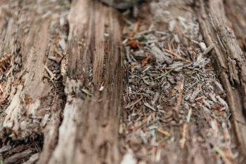 Selective Focus Photo of Tree Bark