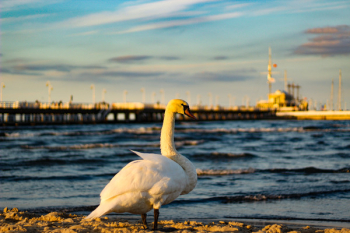 Selective Focus Photo of White Duck in Front of Sea