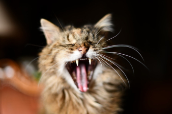 Selective Focus Photo Of Yawning Cat Selective Focus Photo Of Yawning Cat