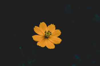 Selective Focus Photo of Yellow Cosmos Flower Selective Focus Photo of Yellow Cosmos Flower