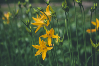 Selective Focus Photo Ofyellow Lilies Selective Focus Photo Ofyellow Lilies