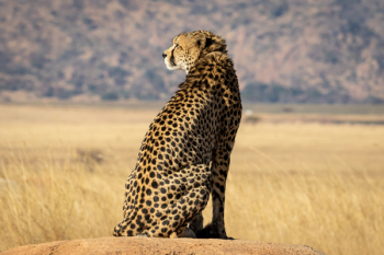 Selective Focus Photograph Of Cheetah Selective Focus Photograph Of Cheetah