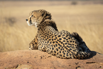 Selective Focus Photograph Of Cheetah Selective Focus Photograph Of Cheetah