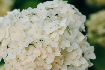 Selective Focus Photograph of White Hydrangea Flower Selective Focus Photograph of White Hydrangea Flower