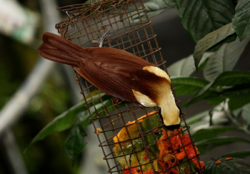 Selective Focus Photography Of Bird Perching On Bird Feeder