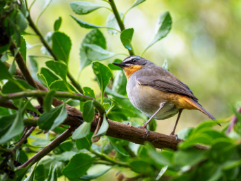 Selective Focus Photography of Bird Perching on Branch Selective Focus Photography of Bird Perching on Branch