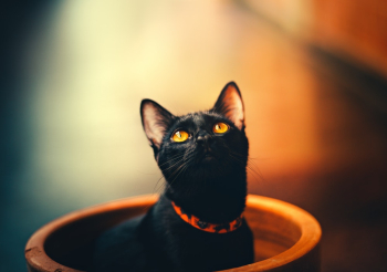Selective Focus Photography of Bombay Cat Selective Focus Photography of Bombay Cat