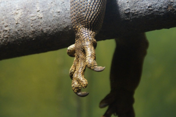 Selective Focus Photography of Brown Anima Leg Selective Focus Photography of Brown Anima Leg