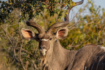 Selective Focus Photography of Brown Antler Selective Focus Photography of Brown Antler