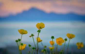 selective focus photography of buttercup flowers selective focus photography of buttercup flowers