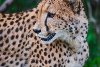 selective focus photography of Cheetah selective focus photography of Cheetah