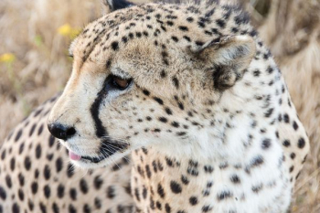 selective focus photography of cheetah selective focus photography of cheetah