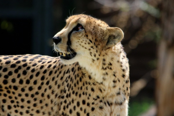 Selective Focus Photography of Cheetah Selective Focus Photography of Cheetah