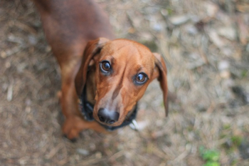 Selective Focus Photography of Dachshund Selective Focus Photography of Dachshund