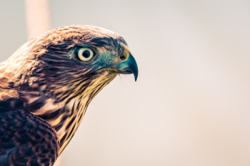 Selective Focus Photography of Falcon Selective Focus Photography of Falcon