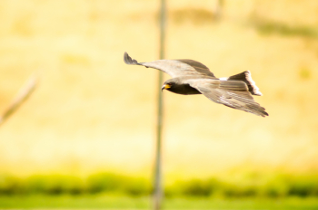 Selective Focus Photography of Falcon Selective Focus Photography of Falcon