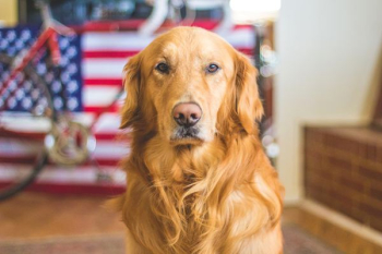 selective focus photography of golden Labrador retriever selective focus photography of golden Labrador retriever