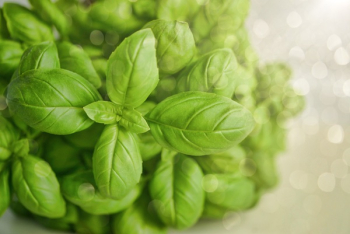 Selective Focus Photography of Green Basil Leaf Selective Focus Photography of Green Basil Leaf