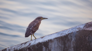Selective Focus Photography of Green Heron
