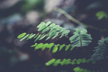 Selective Focus Photography of Green Silver Dollar Eucalyptus Leaves