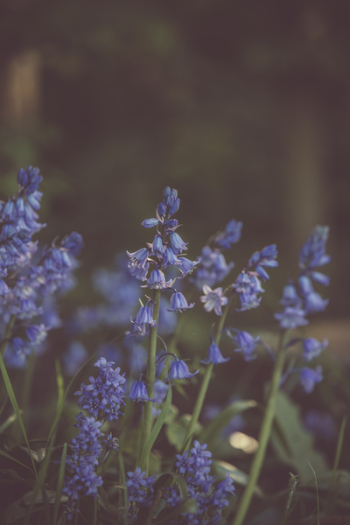 Selective Focus Photography of Lavender Flowers Selective Focus Photography of Lavender Flowers