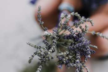 Selective Focus Photography of Lavender Flowers Selective Focus Photography of Lavender Flowers