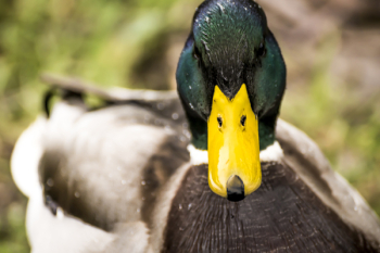 Selective Focus Photography of Mallard Duck Selective Focus Photography of Mallard Duck