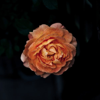 selective focus photography of orange flower selective focus photography of orange flower