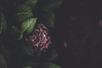 selective focus photography of pink hydrangea flower selective focus photography of pink hydrangea flower