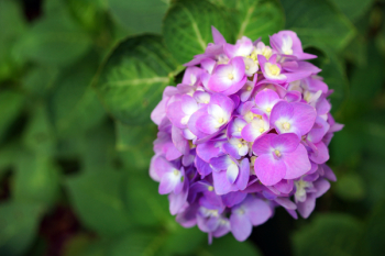 Selective Focus Photography of Purple Hydrangea Flower Selective Focus Photography of Purple Hydrangea Flower