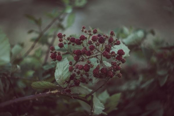 selective focus photography of red cranberries