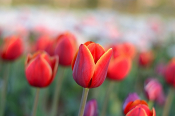 Selective Focus Photography of Red Tulips Selective Focus Photography of Red Tulips
