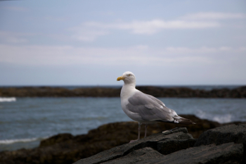 Selective Focus Photography of Ring-billed Gull Standing on Black Rock Formation