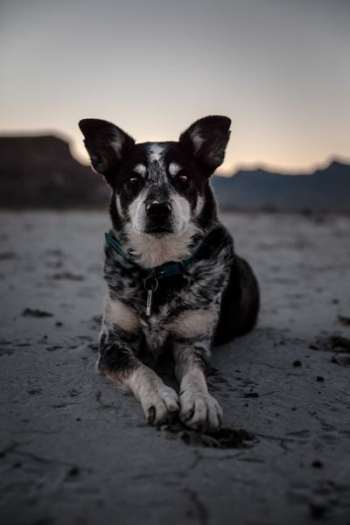 selective focus photography of short-coated black and white dog selective focus photography of short-coated black and white dog
