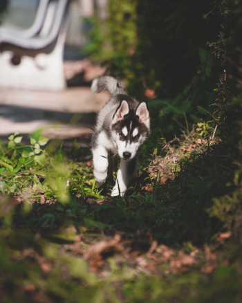Selective Focus Photography of Siberian Husky Puppy Selective Focus Photography of Siberian Husky Puppy
