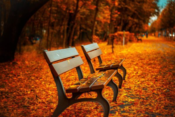 selective focus photography of two brown wooden benches selective focus photography of two brown wooden benches