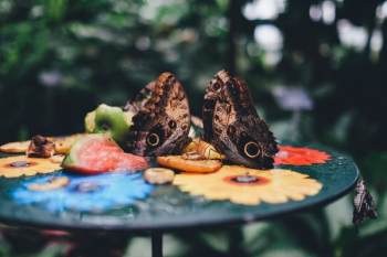 selective focus photography of two butterflies on tabletop selective focus photography of two butterflies on tabletop
