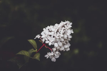 selective focus photography of white hydrangeas flowers selective focus photography of white hydrangeas flowers