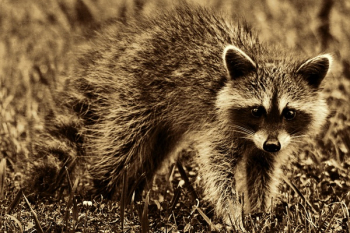 Selective Focus Photography White and Black Raccoon Selective Focus Photography White and Black Raccoon