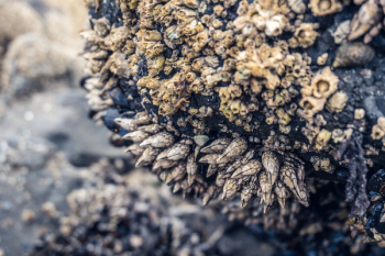 Selective Photo of Seashells Selective Photo of Seashells