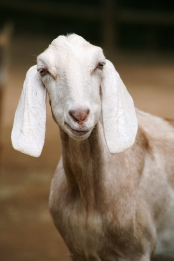 Selective Photo of White Goat Selective Photo of White Goat