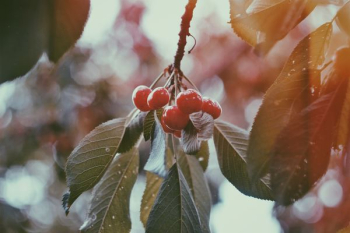 selective photograph of fruits selective photograph of fruits